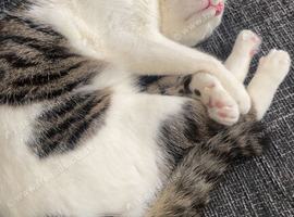 Urgent rehoming for male cat