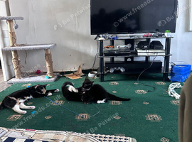 2 cute litter kittens looking for a forever home.