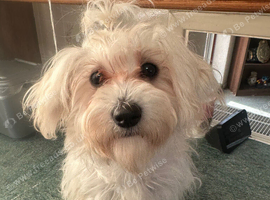 Anna bichon frise
