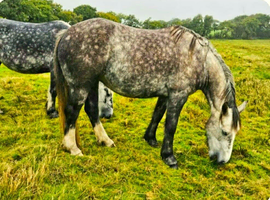 Irish draught x cob mare 6 year old