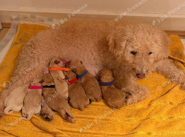 F1 Labradoodles