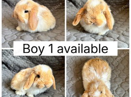 4 beautiful baby mini lops ready to reserve