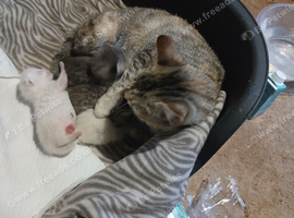 4 beautiful kittens