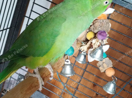 Tame green ring neck female