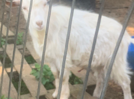 Various goats