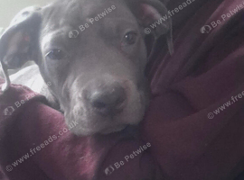 PUP'S4SALE &pound;575ono your perfect pet is here waiting for you