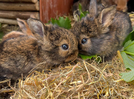 8 baby bunnies ready soon