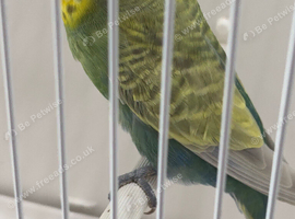 STUNNING COCK RAINBOW RING NUMBER 30 RED RING 2024!BRED