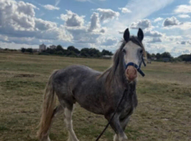 Cob colt