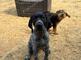 KC registered GSP