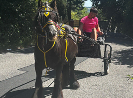 Daisy! 12.3hh 9 year old RIDE AND DRIVE