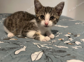 (FREE) Sweet little kitten looking for a forever home