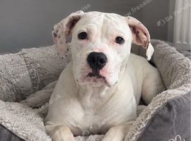 Female American bulldog