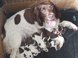 Gorgeous English Springer Spaniel Puppies