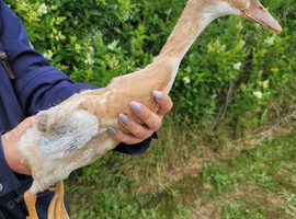 Pure Breed Female Indian Runner Ducks For Sale Lincolnshire