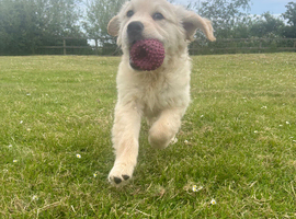 Golden Retriever Puppies  ready now