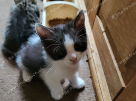 Playful kittens for sale