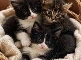 long hair kitten