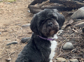 Lhasa Apso Female available