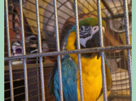 4 year old female blue and gold macaw for sale