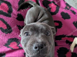 Beautiful Blue Staffordshire bull terrier Girl