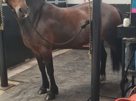 Stunning welsh c mare