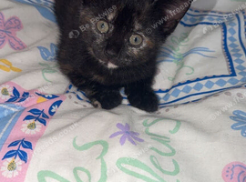 2 gorgeous kittens