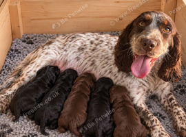 F1 Cockapoo puppies