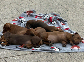 Miniature Dachshund pups