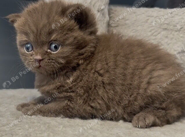 Beautiful chunky cinnamon kitten boy available