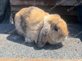 Adult lop
