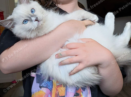 RTG!Champ,TICA, pedigree ragdoll kitten
