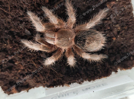I have male for sale + various others to sell