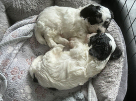 Havanese Maltese mix puppie