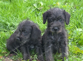 Bedlington terrier x border terrier
