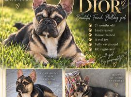 Special french bull dog girl