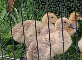 2x Welsh harlequin female ducklings