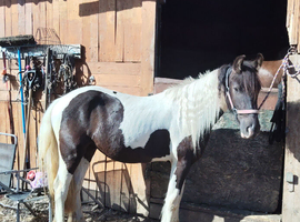 2yr old gelding