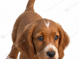 Ready Now.... Stunning sprocker pups