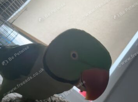 alexandrine parrot