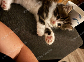 Maine coon cross kittens