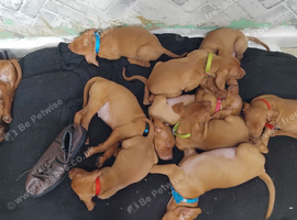 VIZLA pups for sale