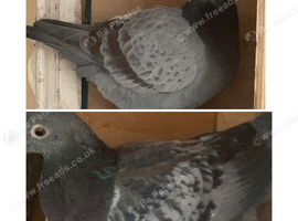 Indigo red Barr and Indigo red Check RPRA rings coloured racing pigeons