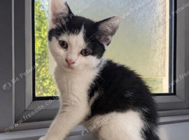 British shorthair blue cross kittens