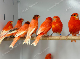 Canaries