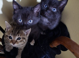 Mixed Black bengal kitten