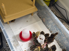 Baby quails for sale
