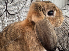 Male mini lops