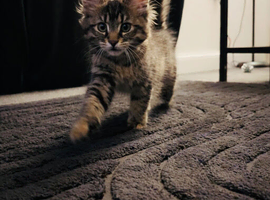 Beautiful tabby maine coon