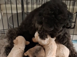 Beautiful mailtopoo puppies